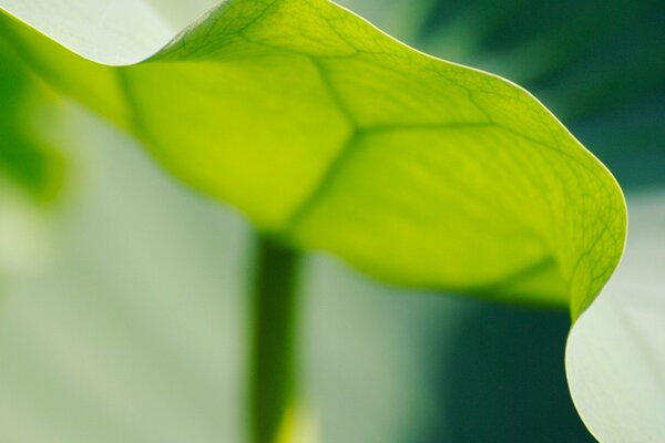 Hoja verde a la luz del día