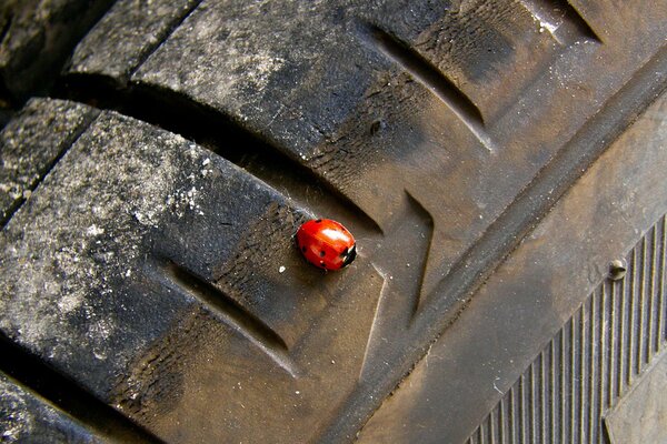 Ladybug on a car wheel