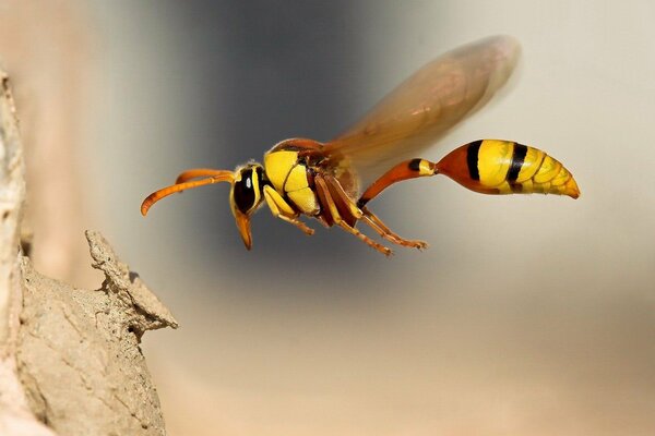 The flight of the bee. Macro shooting of an insect