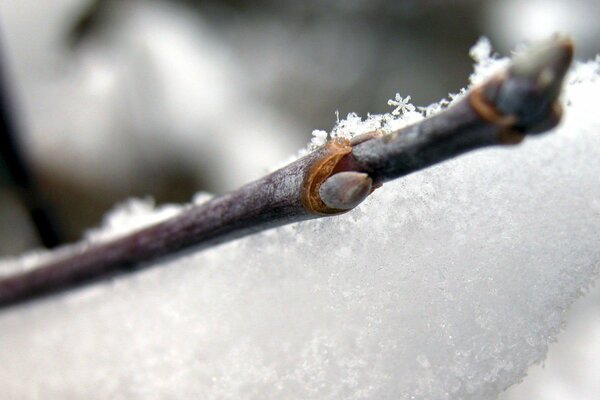 Ast mit Knospen im Schnee