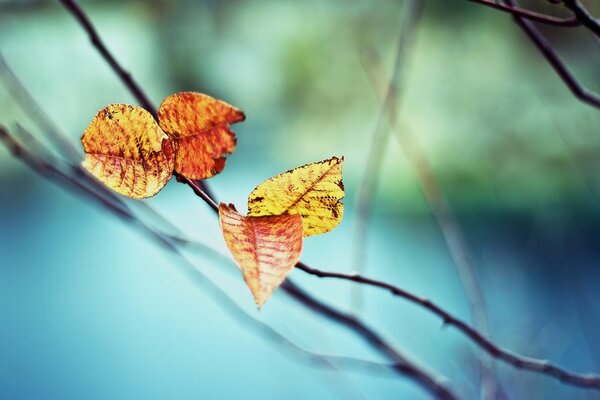 Solitaria hoja de otoño en una rama