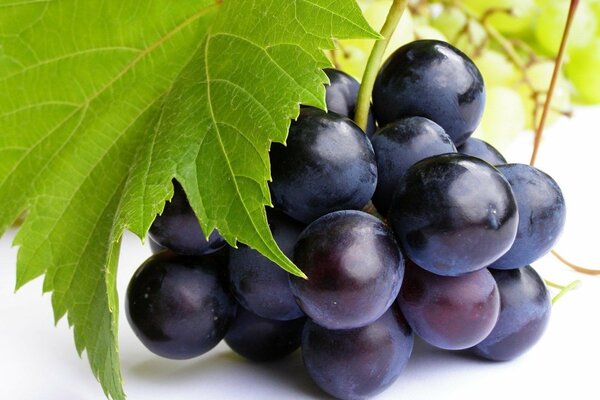 Black grapes under a green leaf