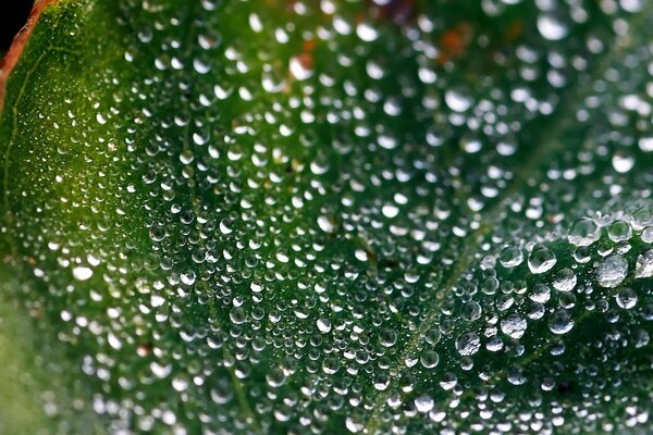 Dew drops on a large green leaf