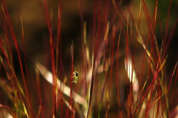 The bug rises on the red grass