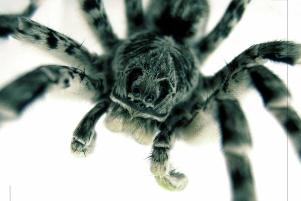 Oczy pająka w fotografii makro