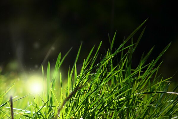 Hierba verde corta con luz de fondo