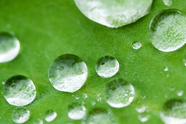 Rosée sur une feuille. Prise de vue macro d une goutte de rosée