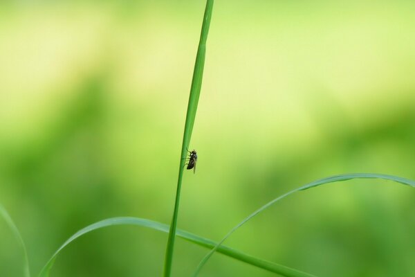 La mouche attend l odeur d une odeur qui sent immédiatement là