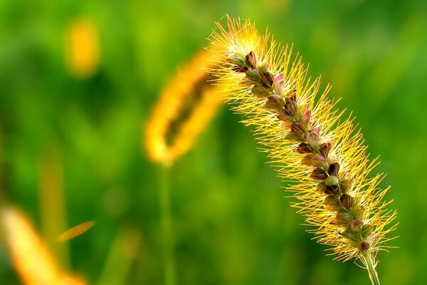 Gras in goldener Farbe