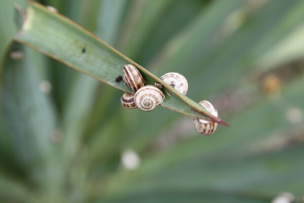 Małe ślimaki siedzą na liściu rośliny