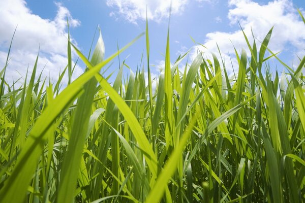 Macro photography of juicy green grass against a blue sky with fluffy clouds