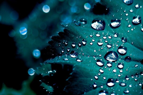 Macro photography of the sheet. Transparent dew drops