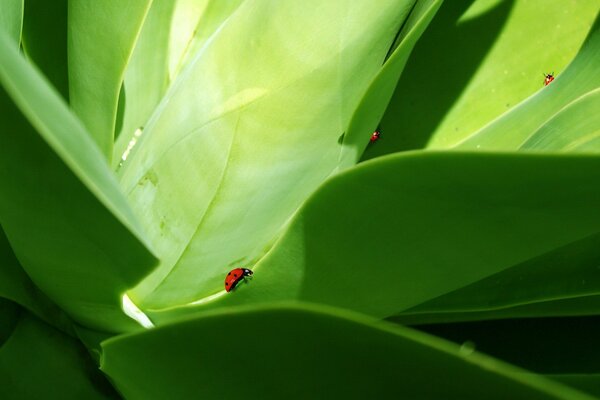 Coccinella su foglia verde