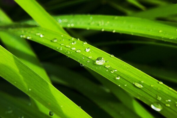 Transparent drops on green leaves