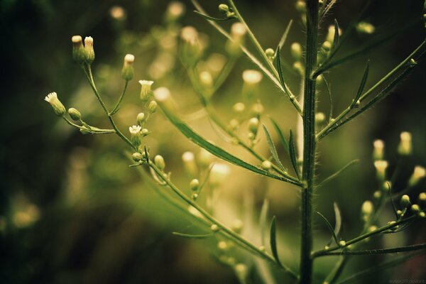 Planta verde con flores amarillas