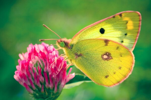 A butterfly sits on a clover flower