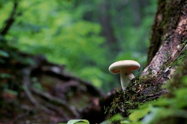 Hongo con sombrero blanco al lado de un árbol en el bosque