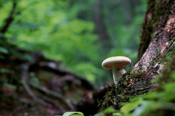 Champignon avec un chapeau blanc à côté sous un arbre dans la forêt