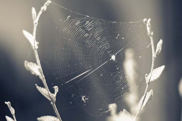 A white spider weaves a web