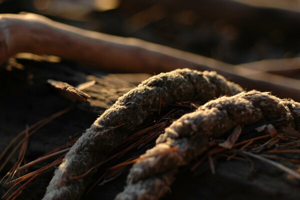 Ropes among grass and branches in the sun