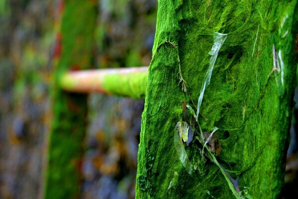 Bright mud on a rusty staircase