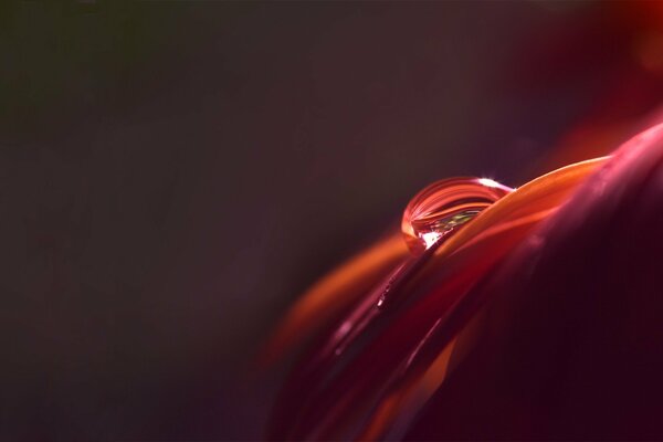 Gota roja en un pétalo carmesí