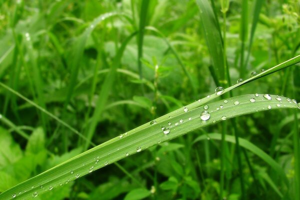 Dew drops on green leaves