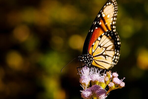 Ein schöner Schmetterling setzte sich auf eine Blume