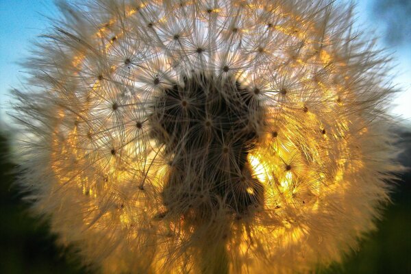 Dandelion fluff through the rays of the sun