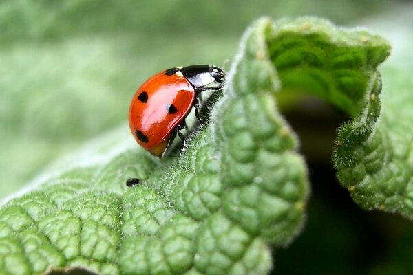 Macro coccinella su una foglia