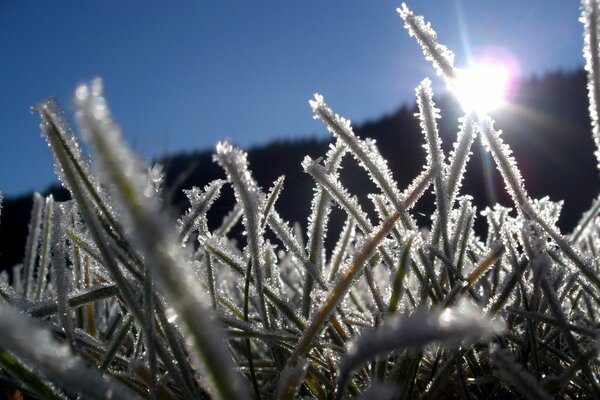 Hierba cubierta de nieve bajo los rayos del sol