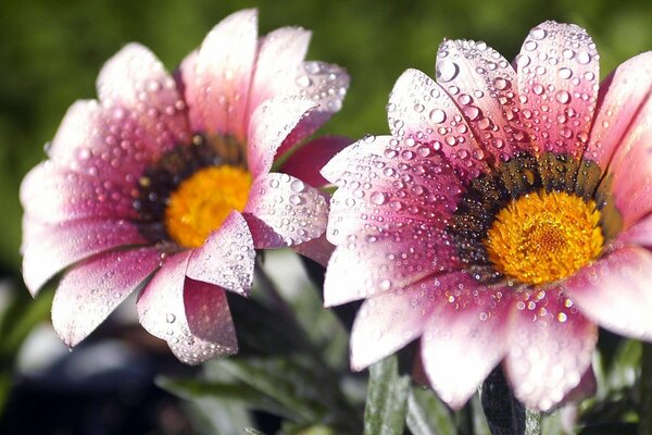 Dew drops on pink flowers