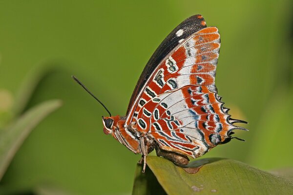 Ein roter Schmetterling sitzt auf einem Blatt