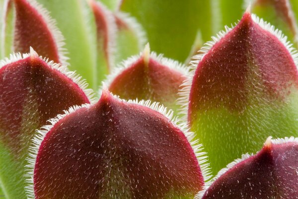 Macro of beautiful leafy plants