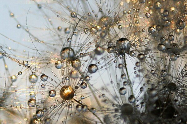 Large drops of water on dandelions