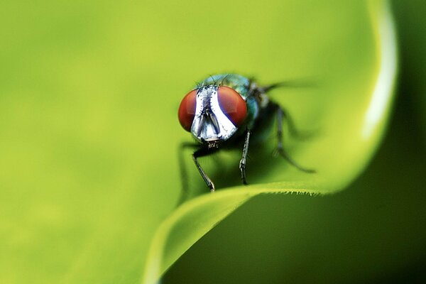 Macro fly is sitting on a leaf