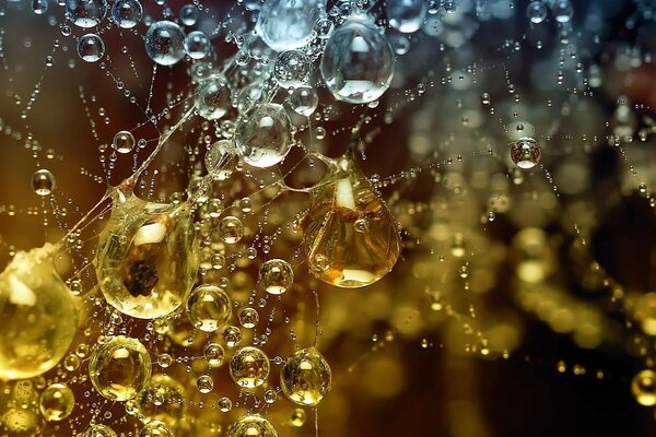 Telarañas de cerca en gotas de agua