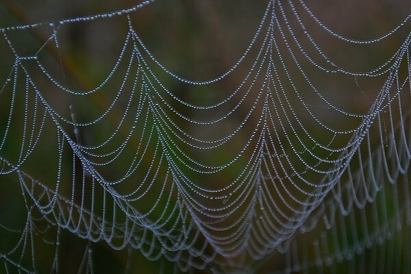 Drops hang from a huge web