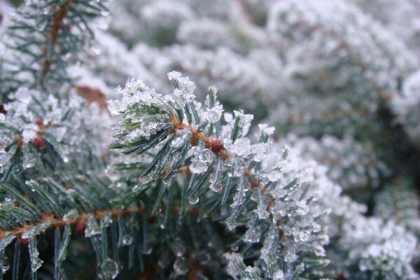 Spruce needles covered with ice