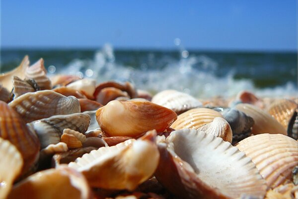 Seashells on the sandy beach of the coast