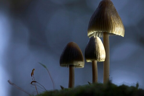 Trois champignons sur une colline dans la pénombre