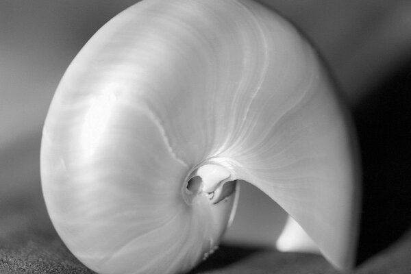 Grande image d un coquillage en noir et blanc