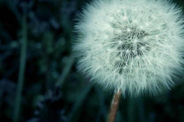 Pissenlit blanc sur l herbe verte