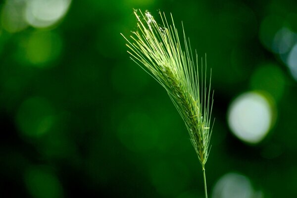 Épi vert sur fond de verdure