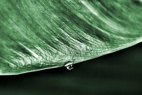 A small drop on the edge of a large green leaf