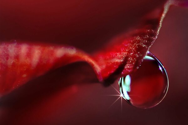 Prise de vue macro d une goutte sur une feuille