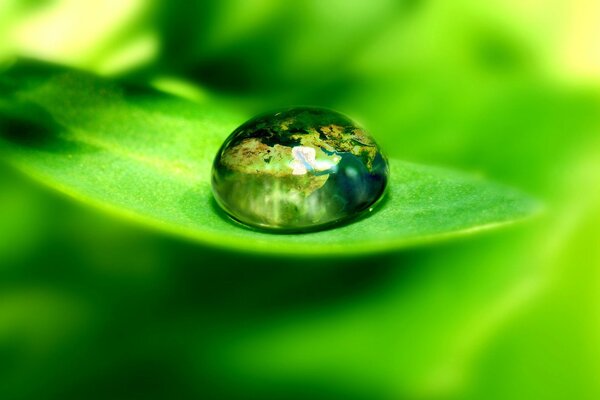 Transparent dew on a green leaf