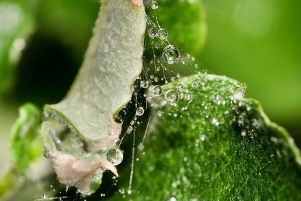 Cobwebs in crystal dew. A leaf in the web