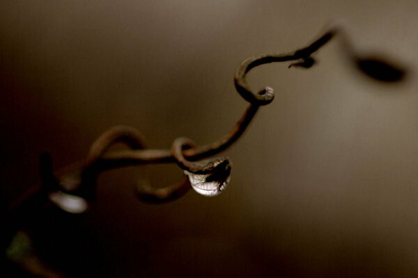 Macro drops on a vine branch on a gloomy background