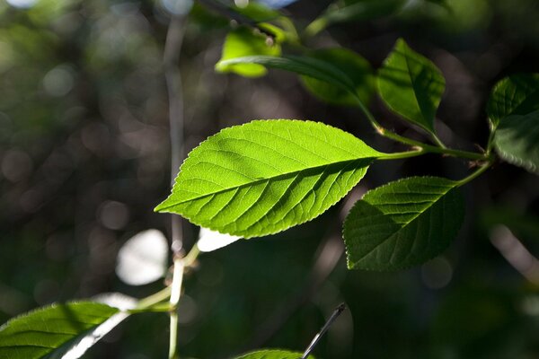 Bois de lit vert en mise au point